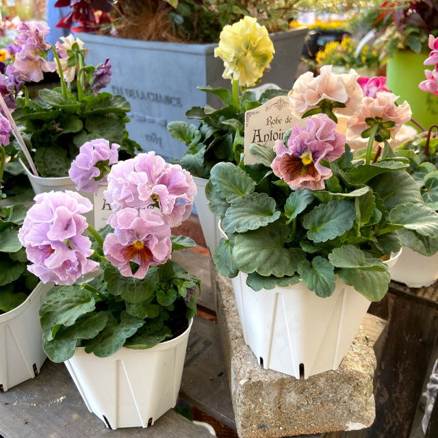 パンジー・ローブ ドゥ アントワネットの苗 1株【花育通販】花苗・一年 