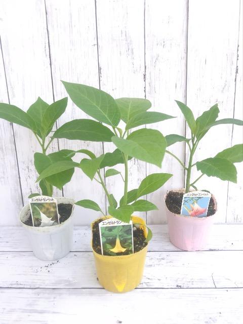 エンゼルトランペット（ピンク系）の苗を販売【花育通販】花苗の