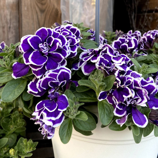 ペチュニア・花衣 藍染の苗を販売【花育通販】花苗（一年草）の販売店