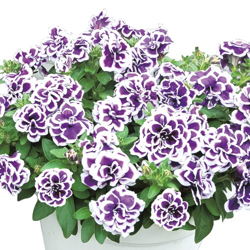 ペチュニア・花衣　藍染
