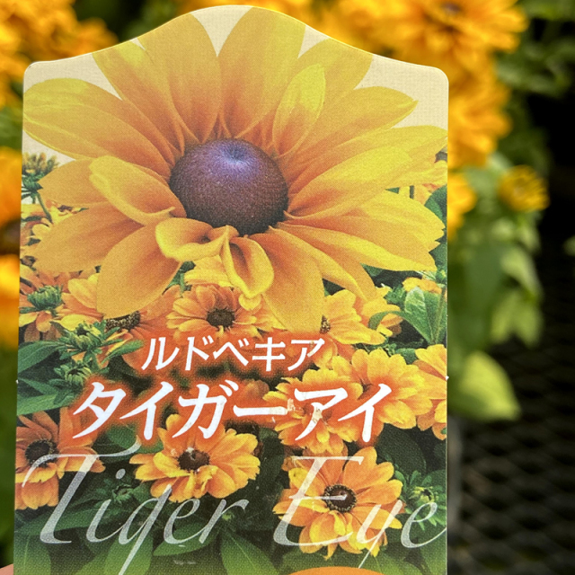 ルディ　ヒサカキ　特大苗 ルディ ヒサカキ 特大苗 ルディ様専用 ヒサカキ 特大苗 【公式通販】