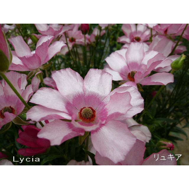 ラナンキュラス ラックス／リキュアの苗【花育通販】花苗・一年草の販売店 