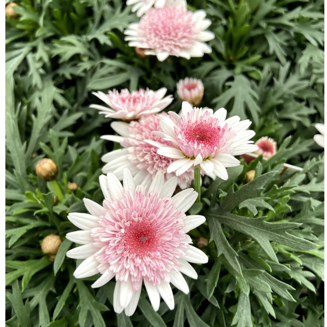 マーガレット・あずきちゃんの苗を販売【花育通販】花苗（一年草