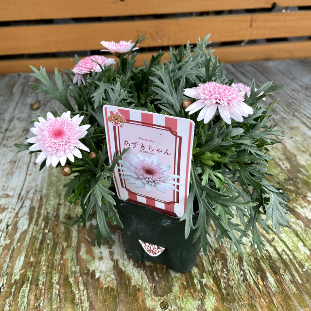 マーガレット・あずきちゃんの苗を販売【花育通販】花苗（一年草