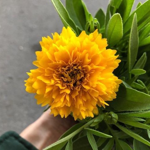 コレオプシス'ソランナ ゴールデンスフィア'の苗を販売【花育通販