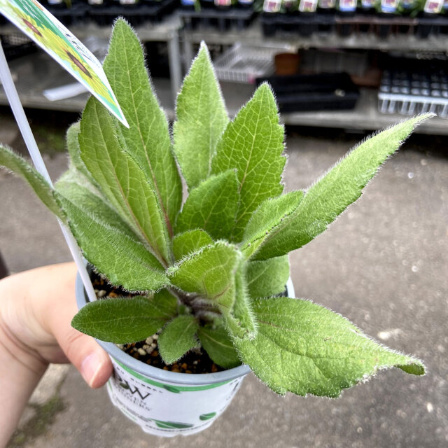夏の花苗（一年草）の販売店【花育通販】 ルドベキア ヒルタ