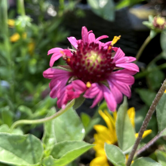 ガイラルディア 「グレープセンセーション」の苗【花育通販】花苗・花