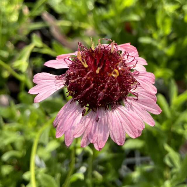 ガイラルディア 「グレープセンセーション」の苗【花育通販】花苗・花