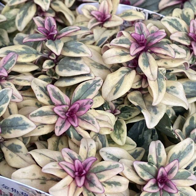 多年草・宿根草の販売店【花育通販】カラーリーフ金魚草 フォレスト