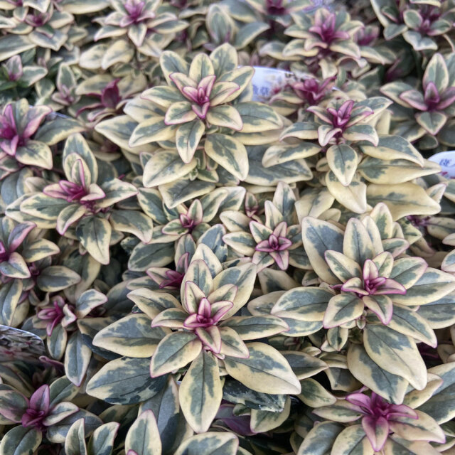 多年草・宿根草の販売店【花育通販】カラーリーフ金魚草 フォレスト