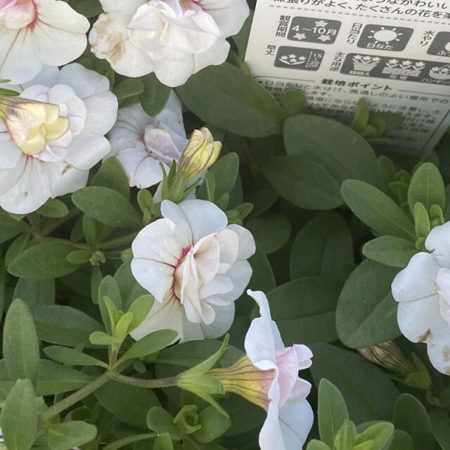 春色くれよん 八重咲きカリブラコア・らいちの苗を販売【花育通販