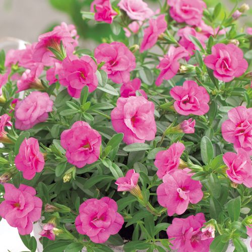 春色くれよん 八重咲きカリブラコア・ぴんくの苗を販売【花育通販