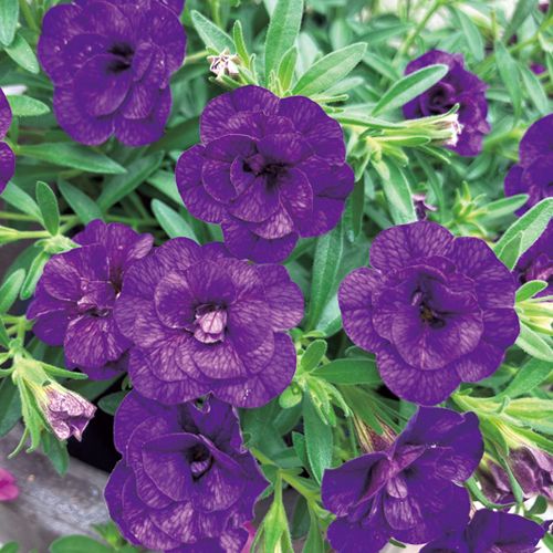 春色くれよん 八重咲きカリブラコア・むらさきの苗を販売【花育通販