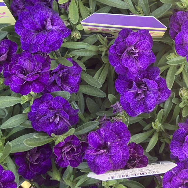 春色くれよん 八重咲きカリブラコア・むらさきの苗を販売【花育通販