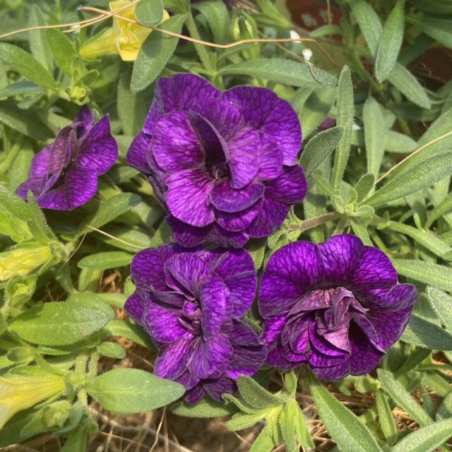 紫色の花が咲きます 春色くれよん 八重咲きカリブラコア・むらさきの苗を販売【花育通販