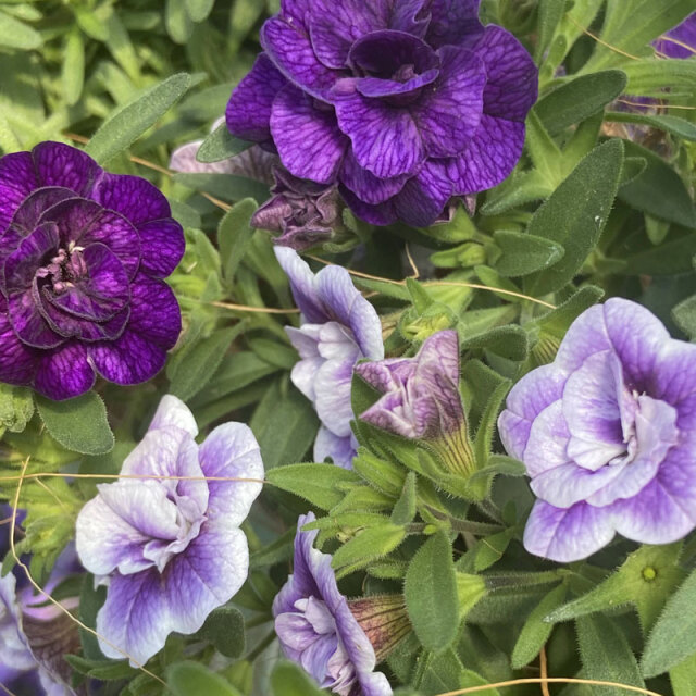 春色くれよん 八重咲きカリブラコア・むらさきの苗を販売【花育通販