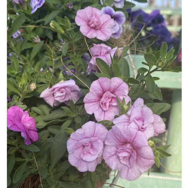 春色くれよん 八重咲きカリブラコア・さくらの苗を販売【花育通販