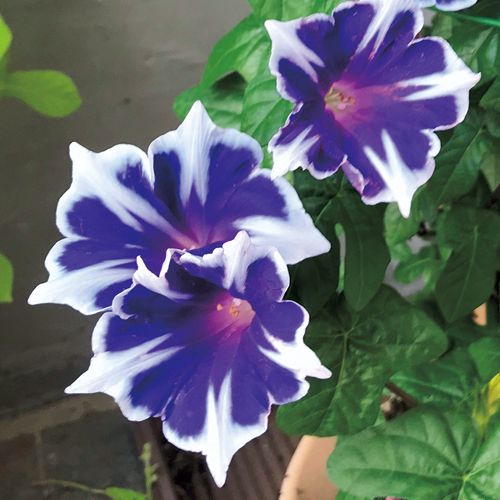 夏の花苗（一年草）の販売店【花育通販】西洋朝顔（アサガオ