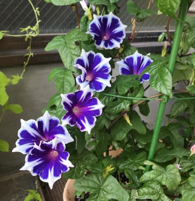 夏の花苗（一年草）の販売店【花育通販】西洋朝顔（アサガオ