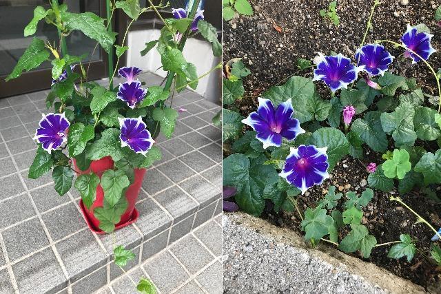 夏の花苗（一年草）の販売店【花育通販】西洋朝顔（アサガオ