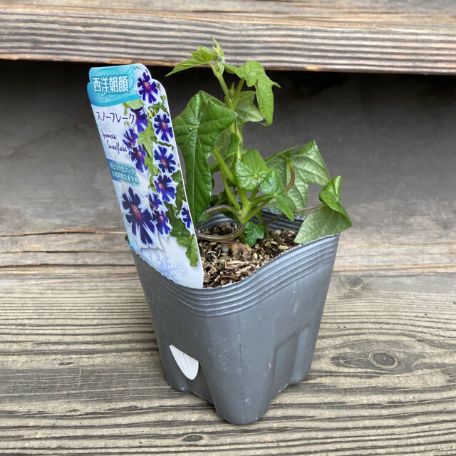 夏の花苗（一年草）の販売店【花育通販】西洋朝顔（アサガオ