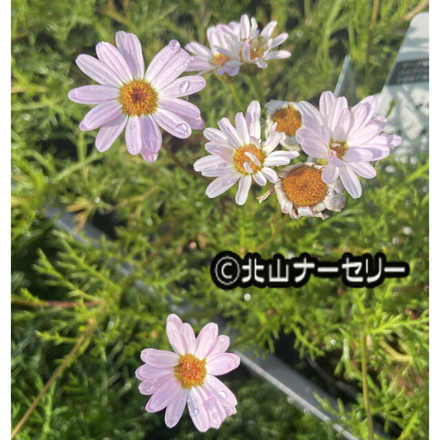 ニューサマーデージー　ステラ