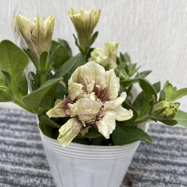 花日和オリジナルペチュニア ホイップマカロン ショコラブランの苗を