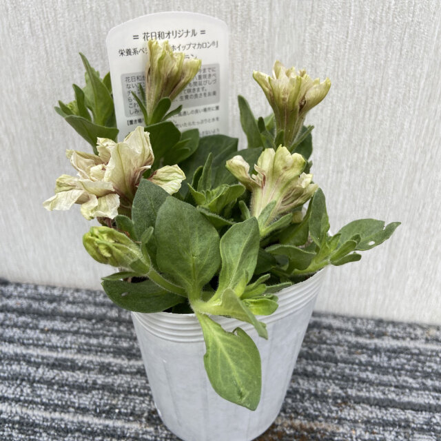 花日和オリジナルペチュニア ホイップマカロン ショコラブランの苗を