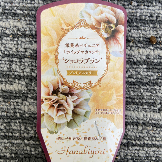 花日和オリジナルペチュニア ホイップマカロン ショコラブランの苗を