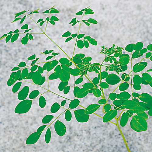 モリンガの苗を販売【花育通販】 モリンガの苗を販売【花育通販】
