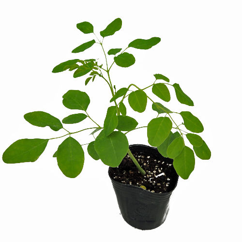 63 モリンガ 苗木 苗 プロ仕立て 特大苗 モリンガ 栽培 苗のおすすめ