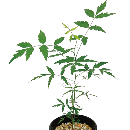 ハーブ（香草）の苗　ニーム（インドセダン）を販売【花育通販】