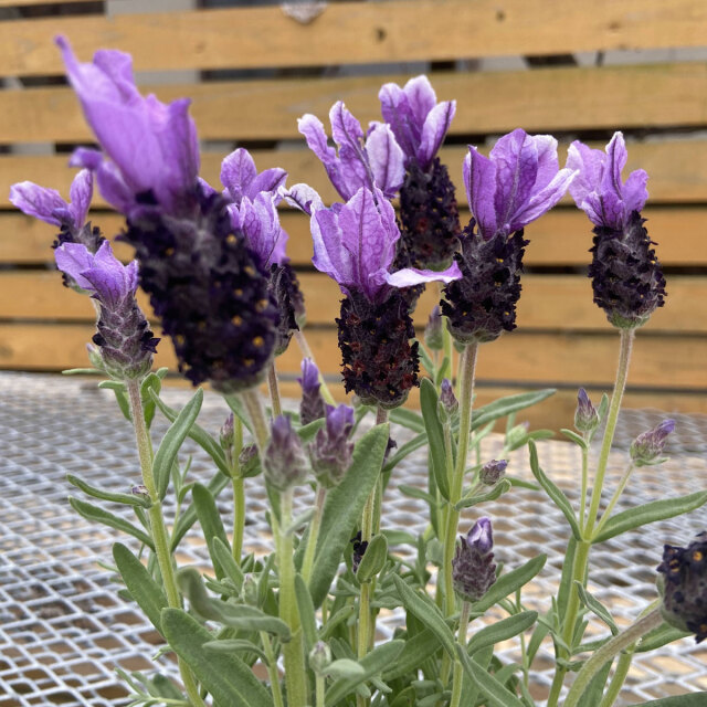 ラベンダー苗の販売店【花育通販】 フレンチラベンダー ツインサマーの