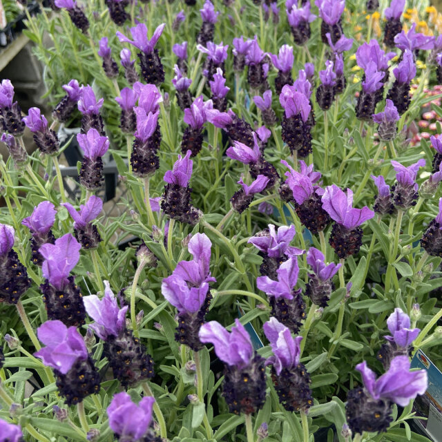 ラベンダー苗の販売店【花育通販】 フレンチラベンダー ツインサマーの