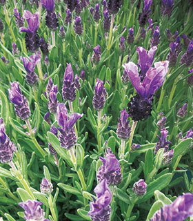 ラベンダー苗の販売店【花育通販】 フレンチラベンダー ツインサマーの