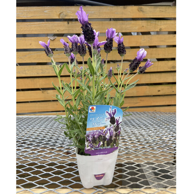 開花中♥フレンチラベンダー　カフェモカ♥人気品種♥花苗ポットごと フレンチラベンダー『カフェモカ』 花苗通販 ジャンクガーデン