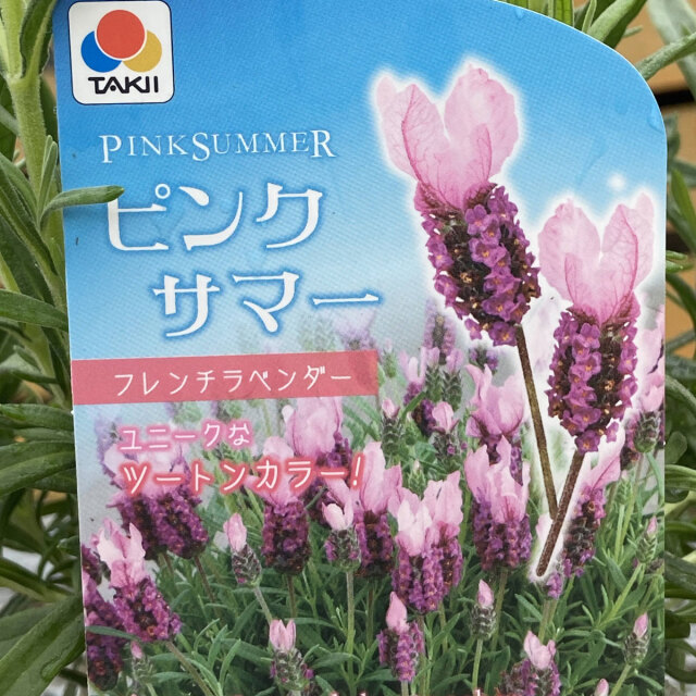 ラベンダー苗の販売店【花育通販】 フレンチラベンダー ピンクサマーの