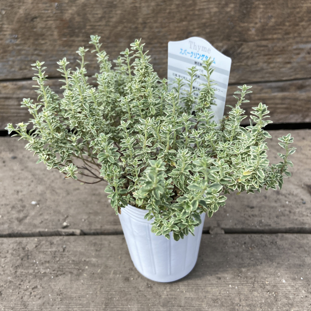 ハーブの苗　スパークリングタイム