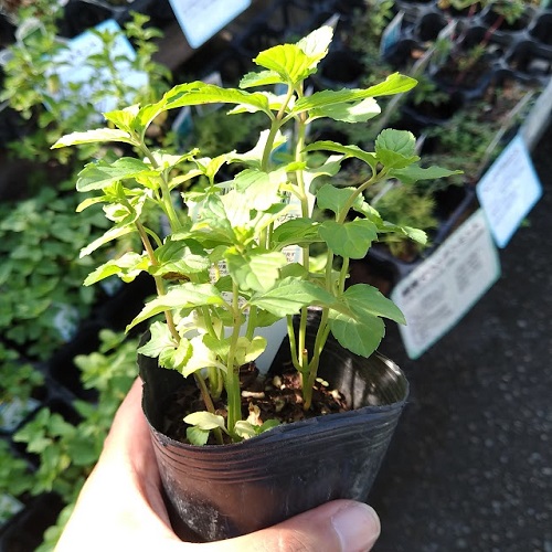 モヒートミントの苗を販売【花育通販】 富山の園芸専門店