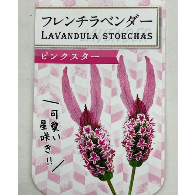 ラベンダー苗の販売店【花育通販】 フレンチラベンダー ピンクスターの