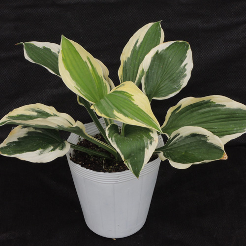 宿根草・花苗の販売店【花育通販】ギボウシ・ホスタの苗を販売