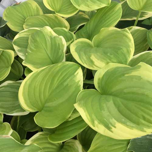 多年草・宿根草の販売店【花育通販】ギボウシ（ホスタ） フレグラント