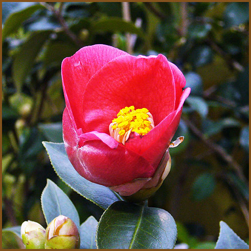 椿（ツバキ）苗木の育て方