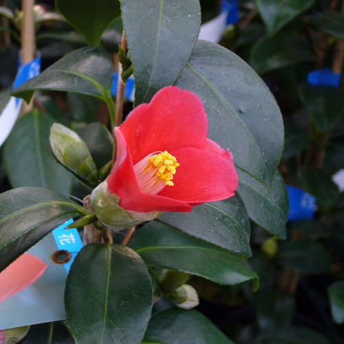 椿（つばき）の販売店【花育通販】出雲大社ヤブ椿の苗を販売