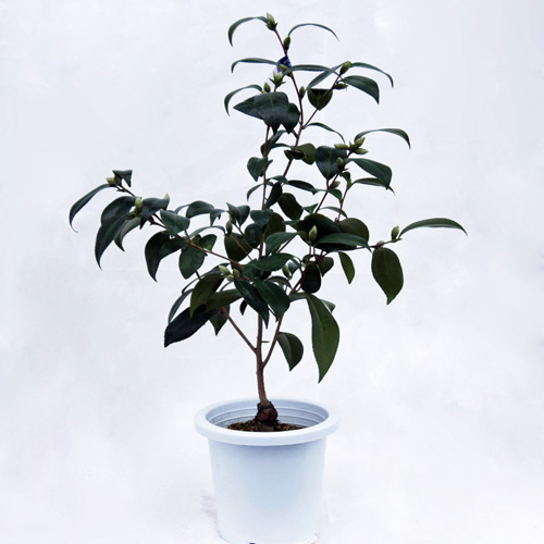花木・庭木の「花育通販」から椿（ツバキ）の苗木 出雲大社ヤブ椿を販売