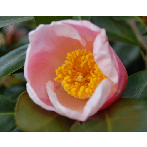 椿（つばき）の販売店【花育通販】西王母の苗を販売