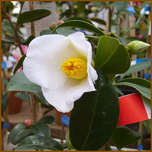 椿（ツバキ）苗木の育て方