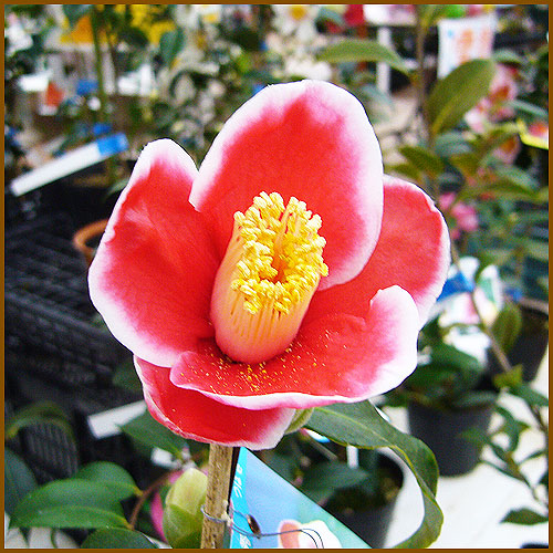 現ツバキ 玉之浦(タマノウラ)樹高1.8m(根鉢含まず)06椿/玉の浦