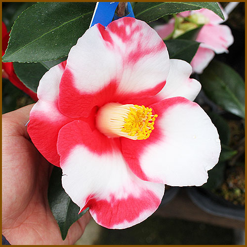 椿（ツバキ）苗木の育て方