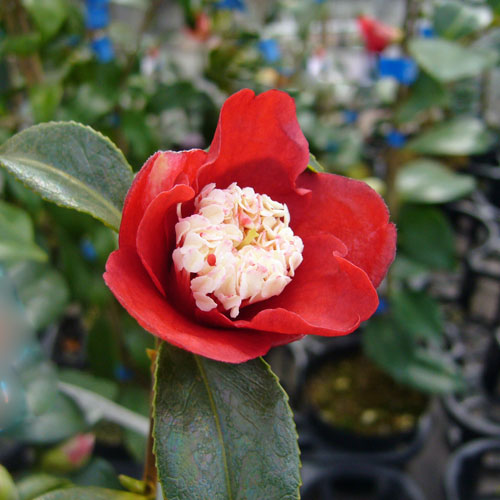 椿（つばき）の販売店【花育通販】卜伴の苗を販売